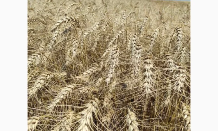 Продажа озимой пшеницы Грация елита - фото № 1