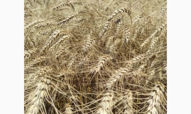 Пшениця озима Гарантія одеська на продаж - фото № 1