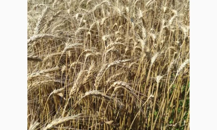 Продажа пшеницы озимой Катруся Одесская - фото № 1