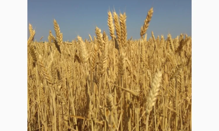 Семена ярой пшеницы сорта Дубравка - фото № 1