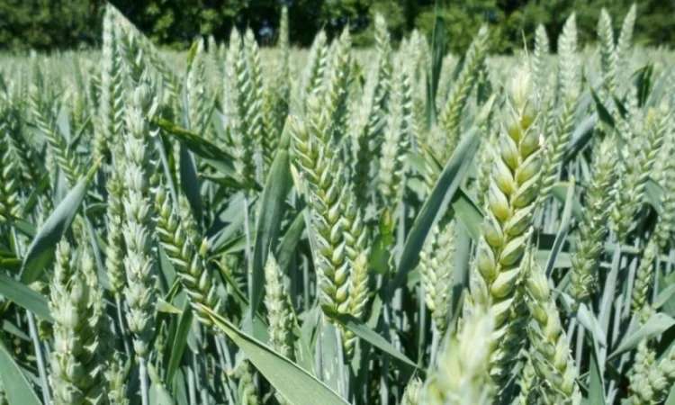 Насіння озимої пшениці Астарта на продаж - фото № 1