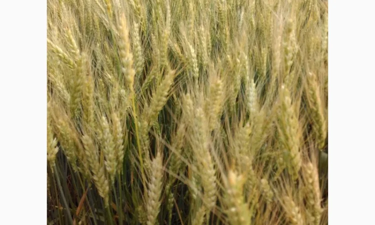 Продаю пшеницю Юзовка - фото № 1