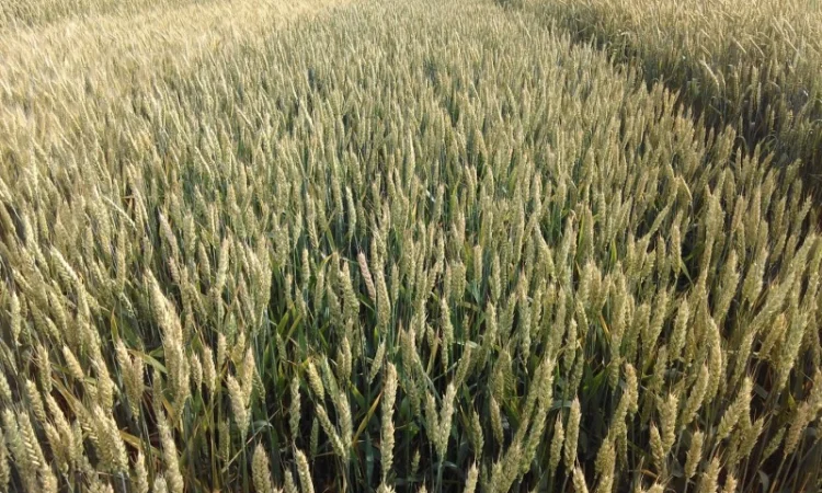 Семена озимої пшениці Астарта на продаж - фото № 1