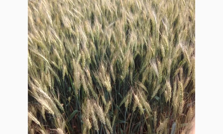 Семена пшениці Катруся на продаж - фото № 1