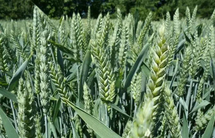 Насіння пшениці Saaten Union Скаген для продажу - фото № 1