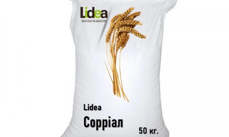 Продаж посівного матеріалу безостої озимої пшениці Сорріал - фото № 2