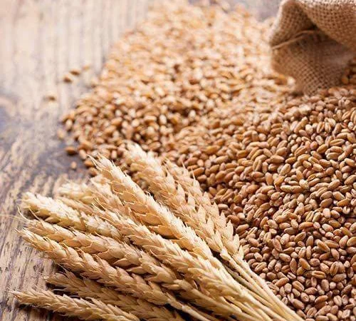 Продам пшеницю фураж 200+ тонн, Черкаська обл - фото № 1