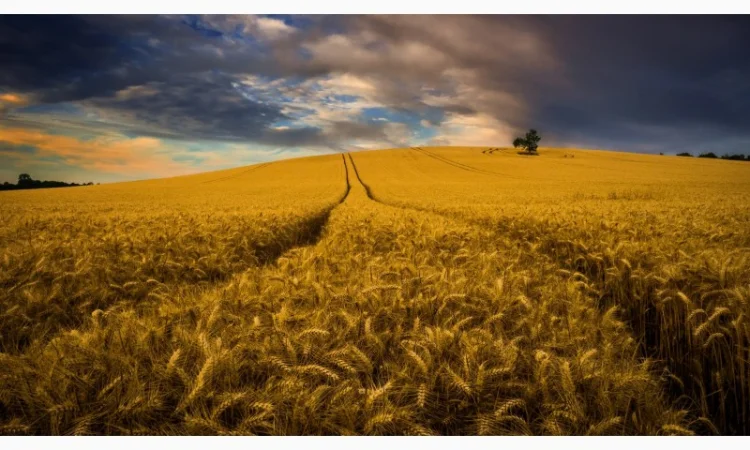 Покупка пшениці 3 класу - фото № 1