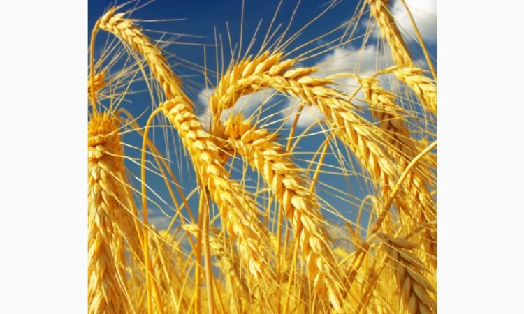 Покупка пшениці фураж 4 класу - фото № 1