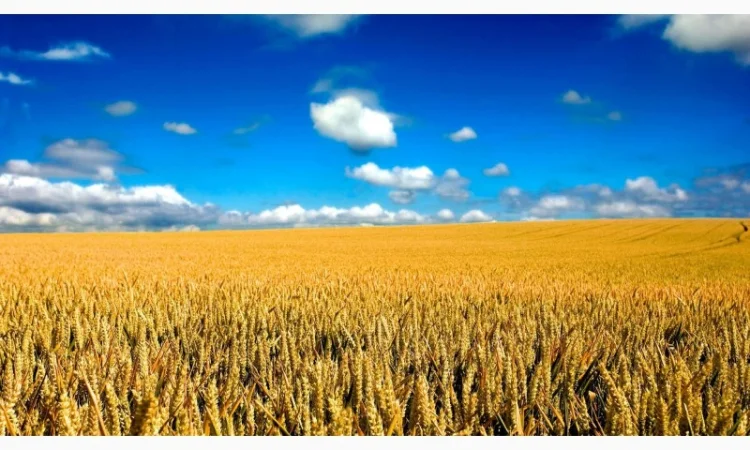 Покупка пшениці не база - фото № 1