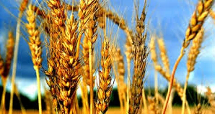 Семена озимой пшеницы Атлон из Германии - фото № 1