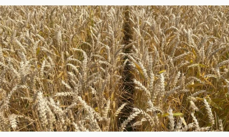 Насіння озимої пшениці Леммі на продаж - фото № 1