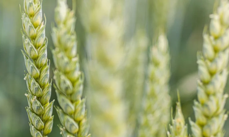 Пшениця озима Спенсер KWS - високоврожайний сорт - фото № 1