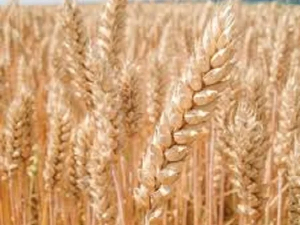 Семена озимой пшеницы ОВИДИЙ для продажи - фото № 1