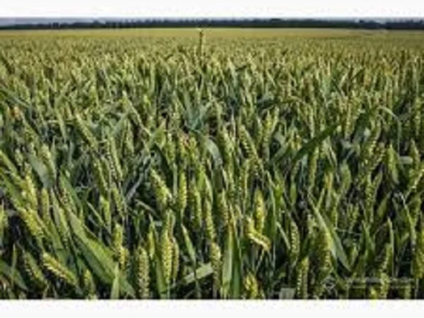 Семена озимой пшеницы сорта Сотница в продаже - фото № 1