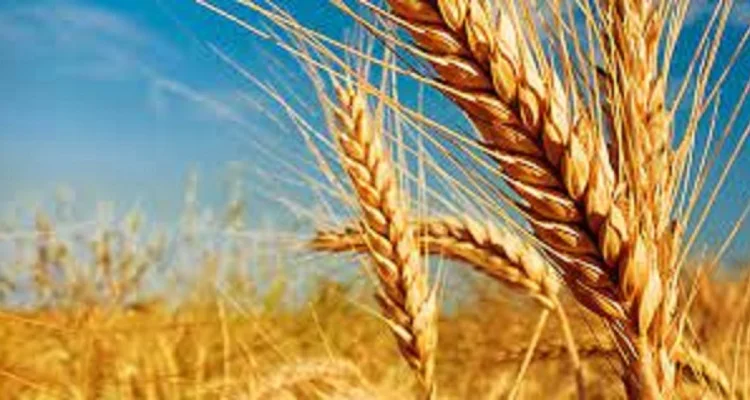 Семена озимой пшеницы СНИГУРКА (СНЕГУРОЧКА) на продажу - фото № 1