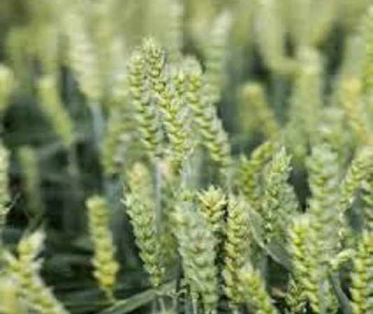 Насіння озимої пшениці Мудрість Одеська на продаж - фото № 1