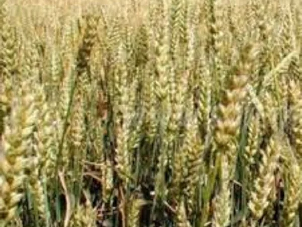 Насіння озимої пшениці Мелодія Одеська для продажу - фото № 1