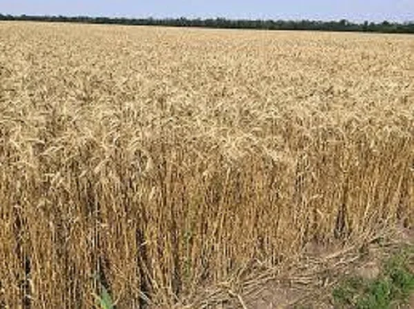 Семена озимої пшениці ФЕРМЕРКА на продажу - фото № 1