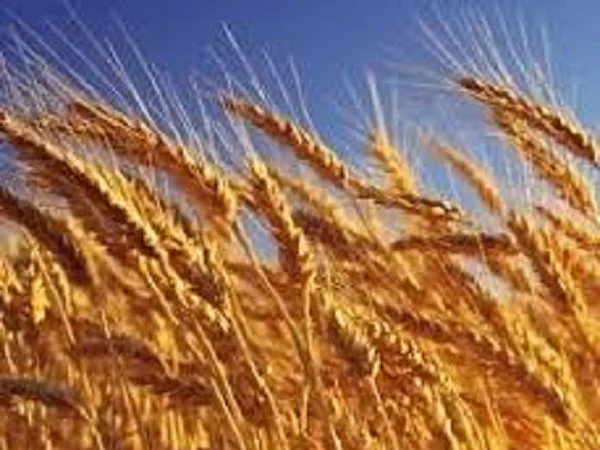 Насіння озимої пшениці Астарта на продаж - фото № 1