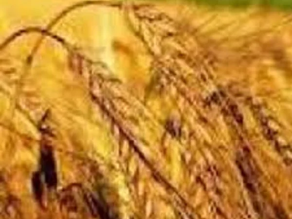 Продажа озимой пшеницы Княжна - фото № 1