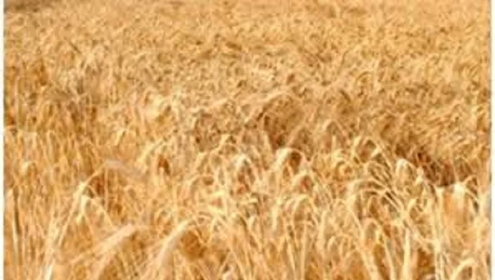 Семена озимої пшениці СТАЛЕВА на продаж - фото № 1