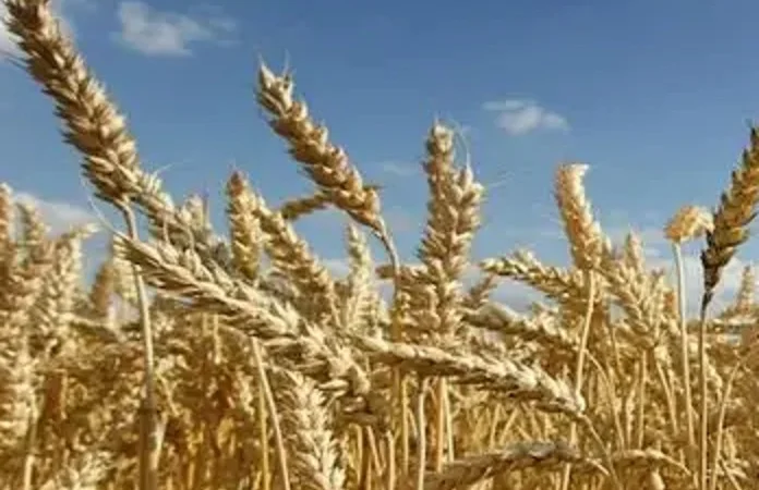 Пшеница озимая Тонаж на продажу - фото № 1