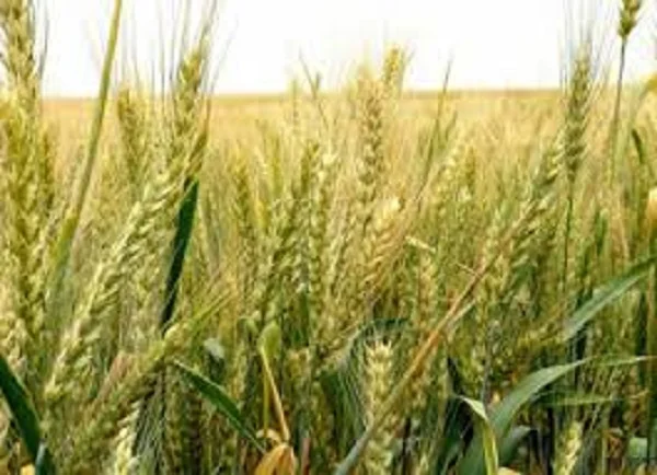 Озима м'яка пшениця Шестизерня на продажу - фото № 1