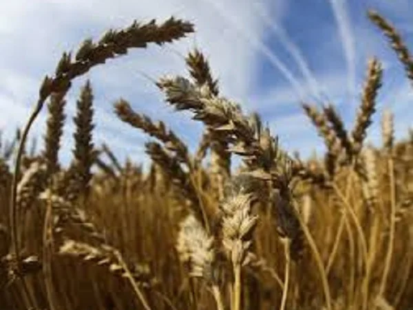 Пшеница Саласар Штрубе - сорт 2020 года - фото № 1