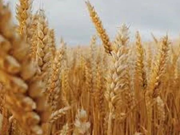 Пропонується озима пшениця Дума одеська - фото № 1