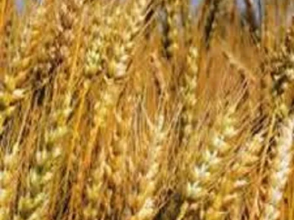 Семена озимой пшеницы ЛІСОВА ПІСНЯ - фото № 1