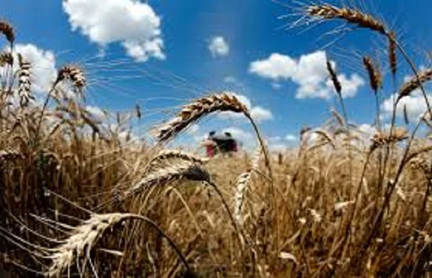 Семена озимої пшениці Фаустус від компанії Strube GmbH & Co. KG - фото № 1