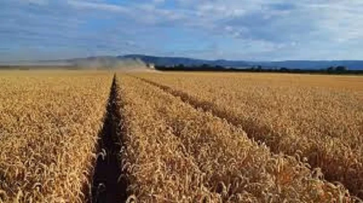 Семена озимої пшениці Джерси у продажу - фото № 1