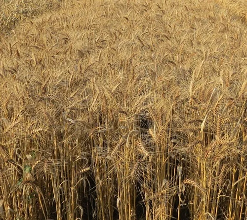 Озима пшениця Андрада на продаж - фото № 1