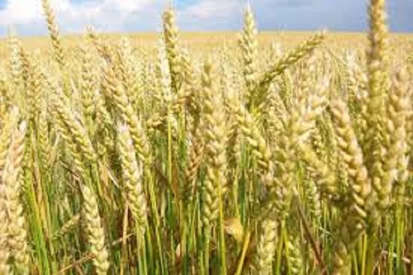 Фелікс озима пшениця на продаж - фото № 1