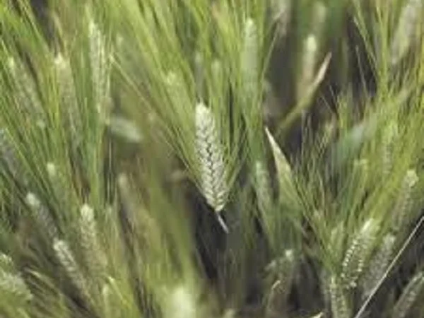 Продаж пшениці озимої РЖТ - фото № 1