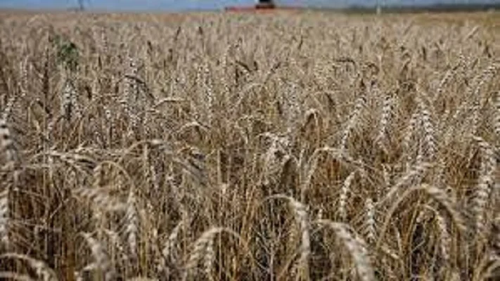 Семена озимой пшеницы Емерино высокого качества - фото № 1