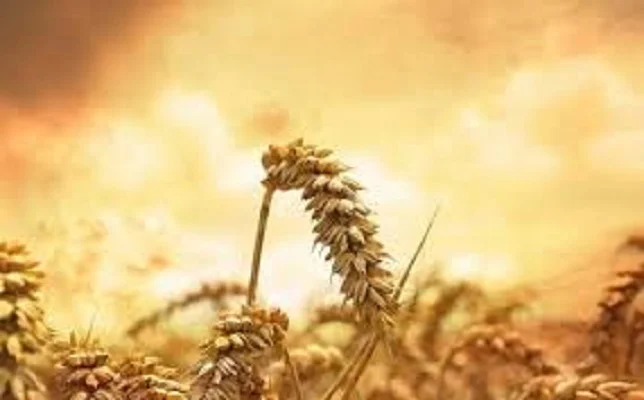 Пшениця озима Балітус від Saatbau Linz - фото № 1