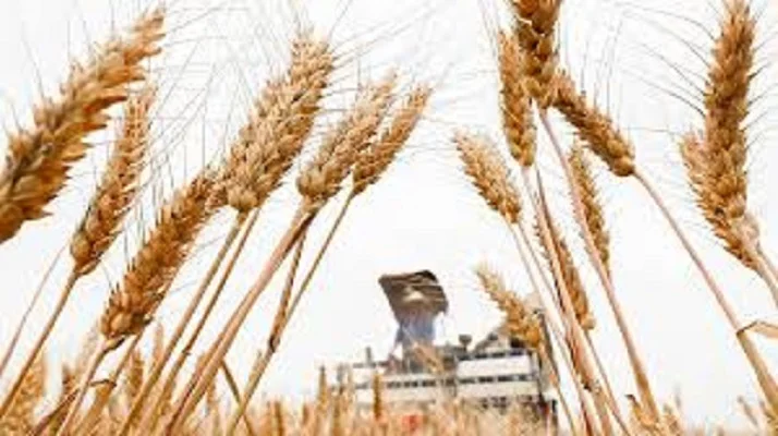 Семена озимої пшениці ГРАНУС з Німеччини - фото № 1