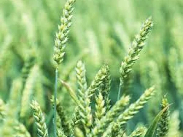 Семена озимої пшениці ТУРАНДОТ з Чехії - фото № 1