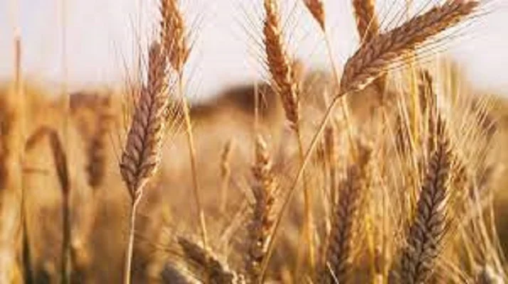 Семена озимої пшениці Ванесса з Чехії - фото № 1