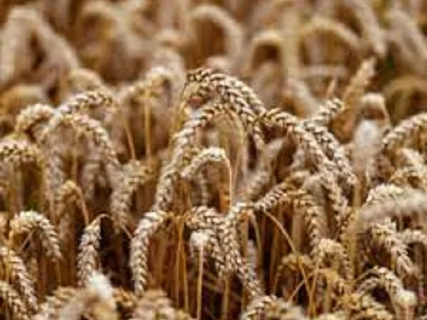 Семена озимої пшениці БОДИЦЕК для продажу - фото № 1