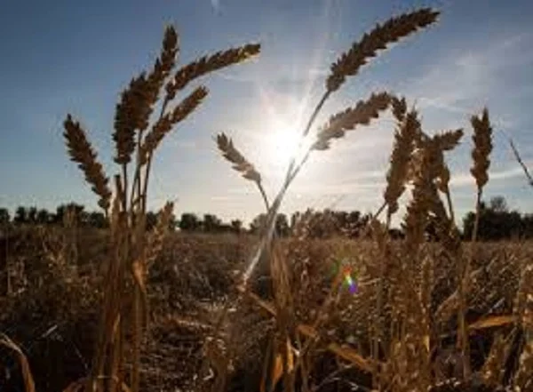 Семена озимой пшеницы СКАГЕН из Германии - фото № 1