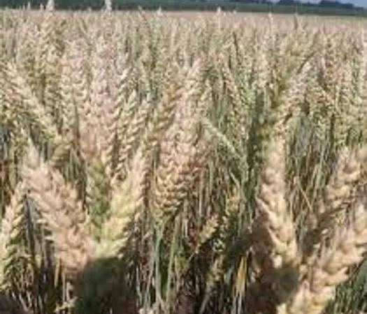 Семена озимої пшениці КРАЕВИД у продажу - фото № 1