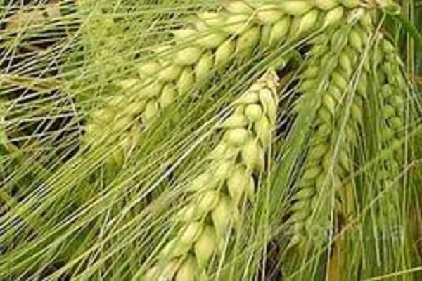 Продаю семена озимой пшеницы КАТРУСЯ ОДЕССКАЯ - фото № 1