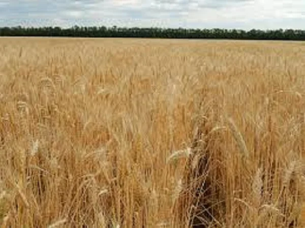 Продаж семян озимої пшениці ЕПОХА ОДЕСЬКА - фото № 1