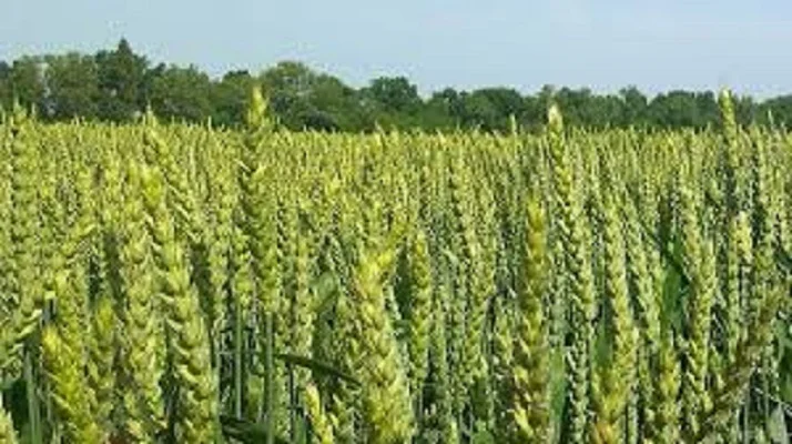 Семена озимої пшениці Донецка 48 - фото № 1