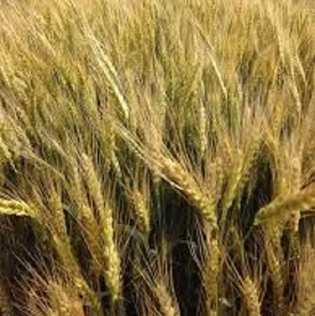 Семена озимої пшениці ВЕТЕРАН для високих врожаїв - фото № 1