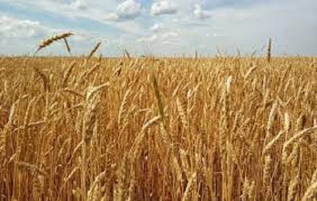 Семена озимой пшеницы Берегиня Мироновская - фото № 1