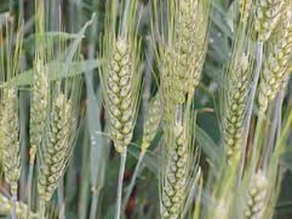 Семена озимої пшениці БОГИНЯ – висока врожайність - фото № 1